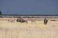 2012-07-04 Namibia 222-2 - Etoscha Nationalpark - Springbock - Streifengnu